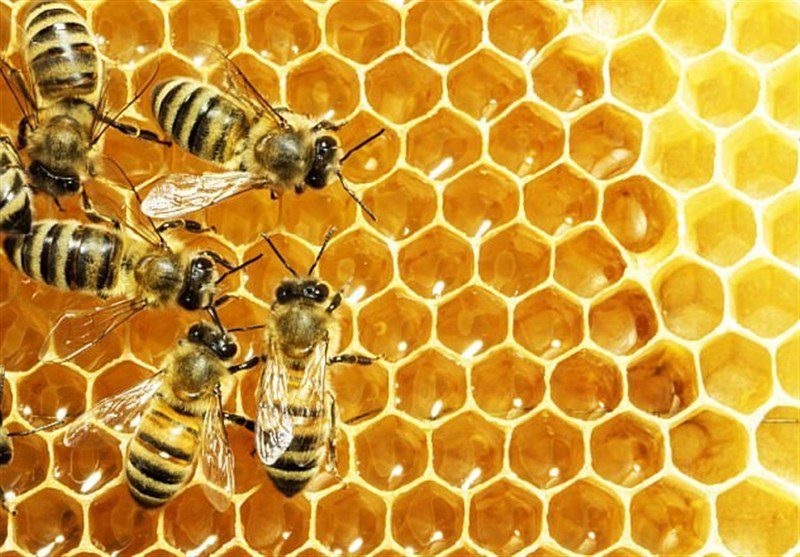 پر سودترین کارهای تولیدی ; پرورش زنبور عسل